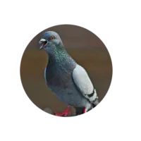 Als je het over de 'duifel' hebt...